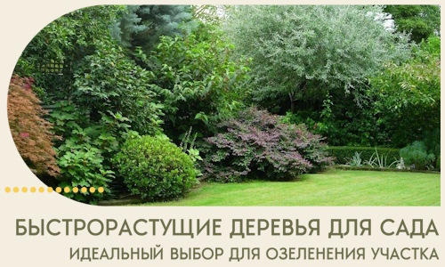 Быстрорастущие деревья для сада идеальный выбор в Сызрани