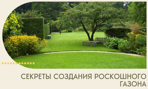 Секреты создания роскошного газона в Сызрани